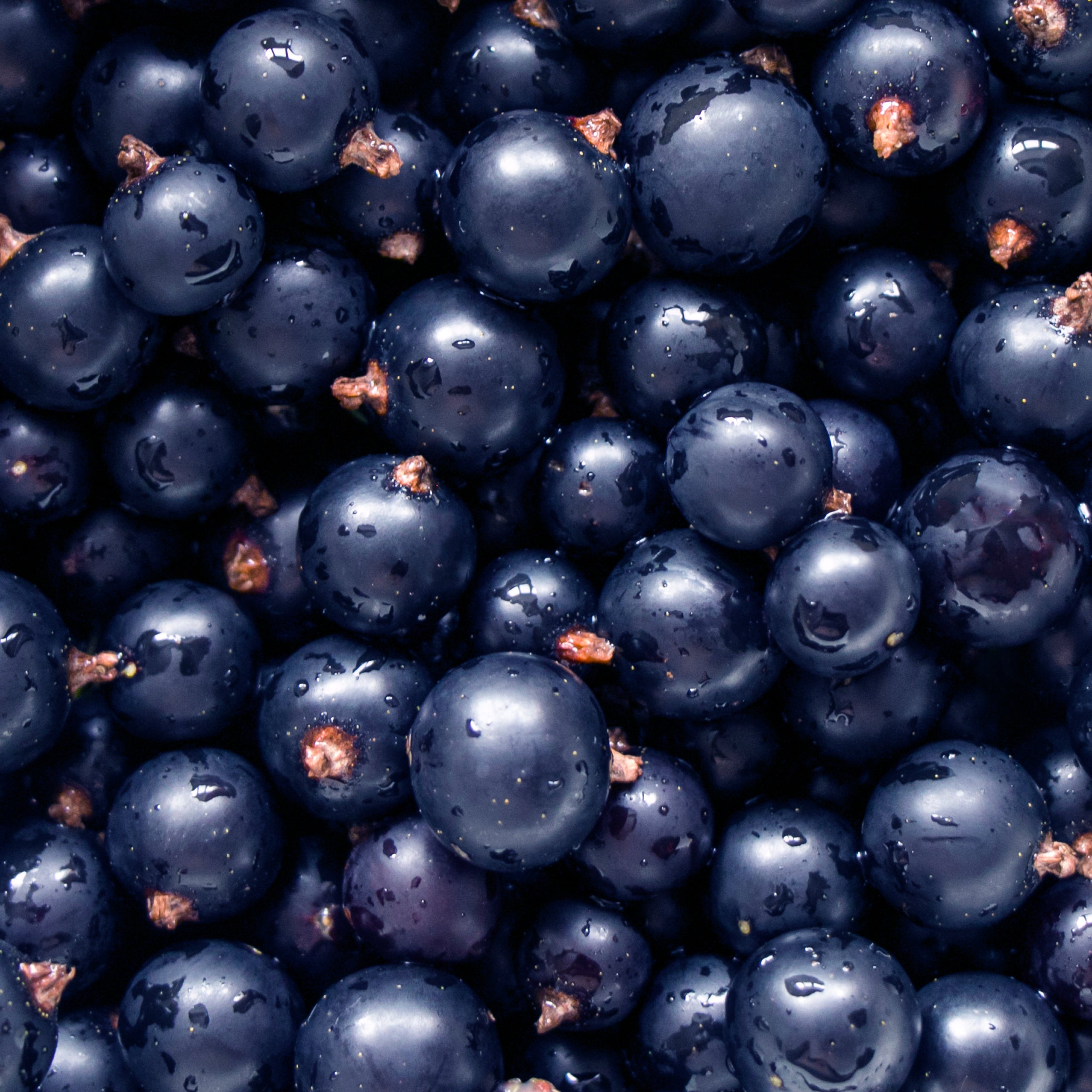 Black currant the candle pour direct